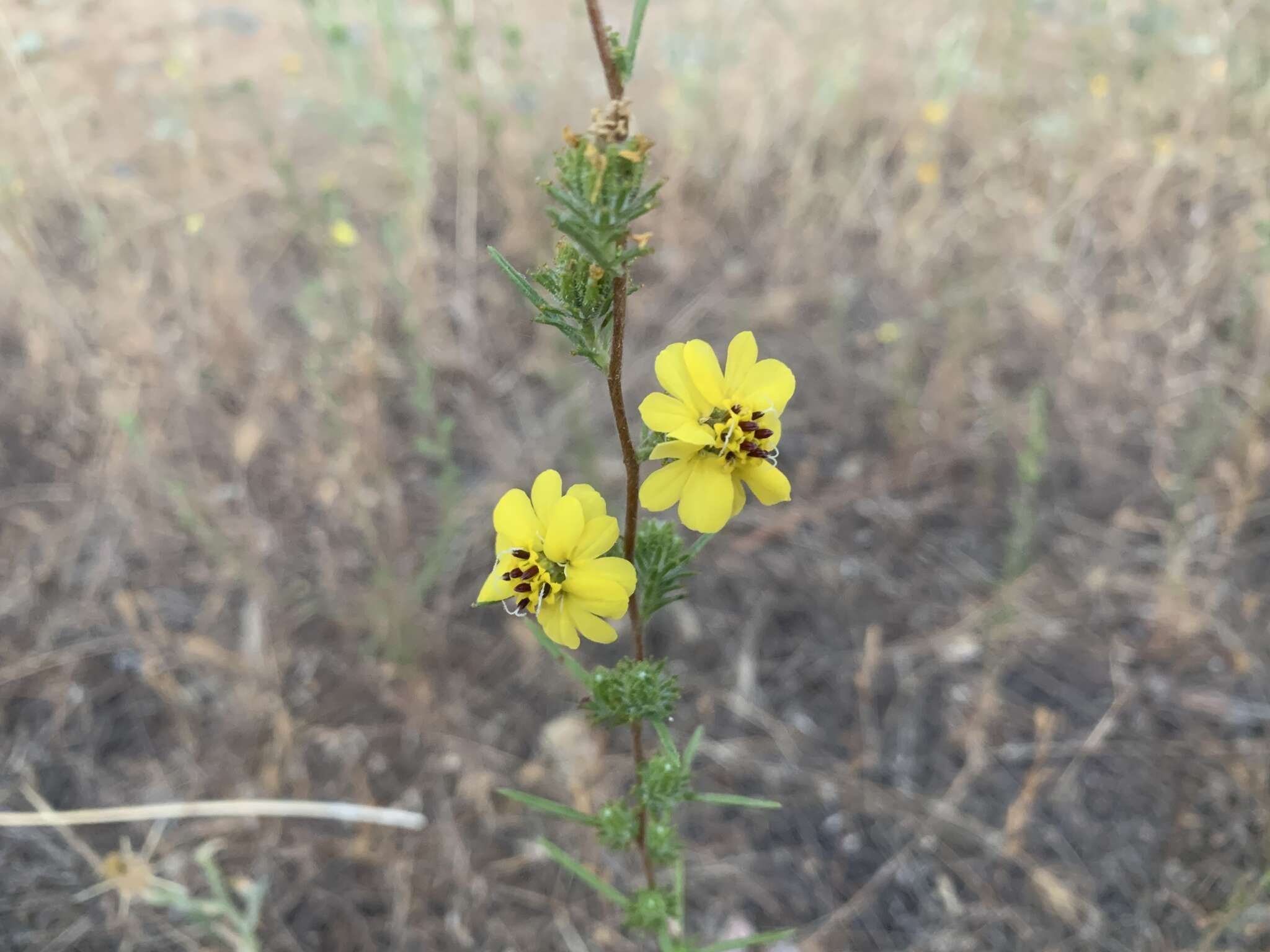 صورة Calycadenia fremontii A. Gray