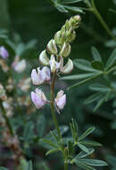 Sivun Lupinus andersonii S. Watson kuva