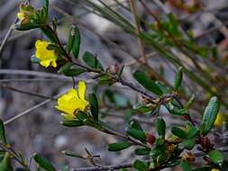 Image of Hibbertia empetrifolia subsp. empetrifolia