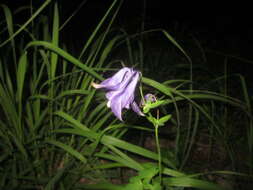 Image of Aquilegia dumeticola Jord.