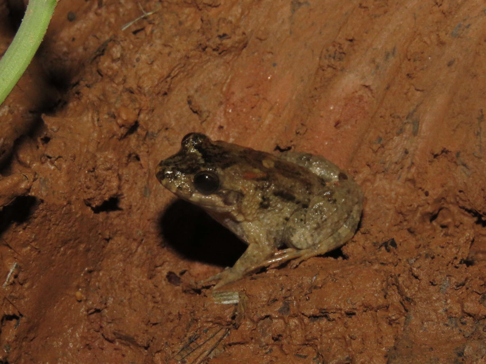 Image de Leptodactylus griseigularis (Henle 1981)