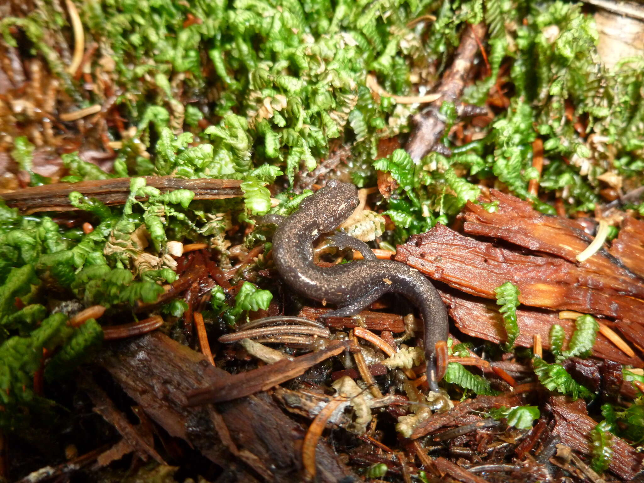 Image of Cheat Mountain salamander