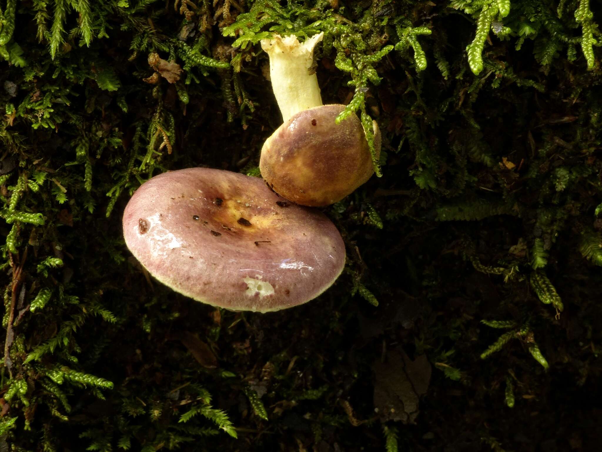 Image de Russula roseopileata McNabb 1973