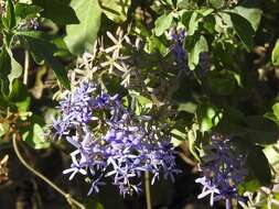 Image of petrea