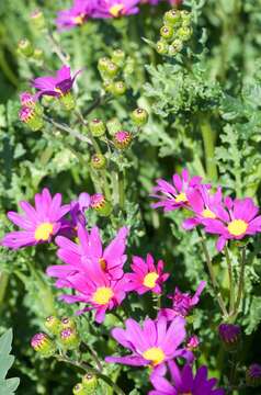 Image of redpurple ragwort