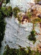 Image of barnacle lichen