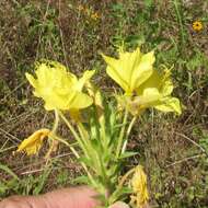 صورة Oenothera rhombipetala Nutt. ex Torr. & Gray