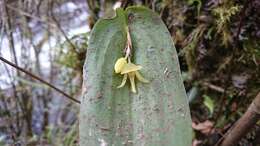 Imagem de Pleurothallis apopsis Luer