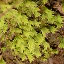 Image of asplenium fissidens moss