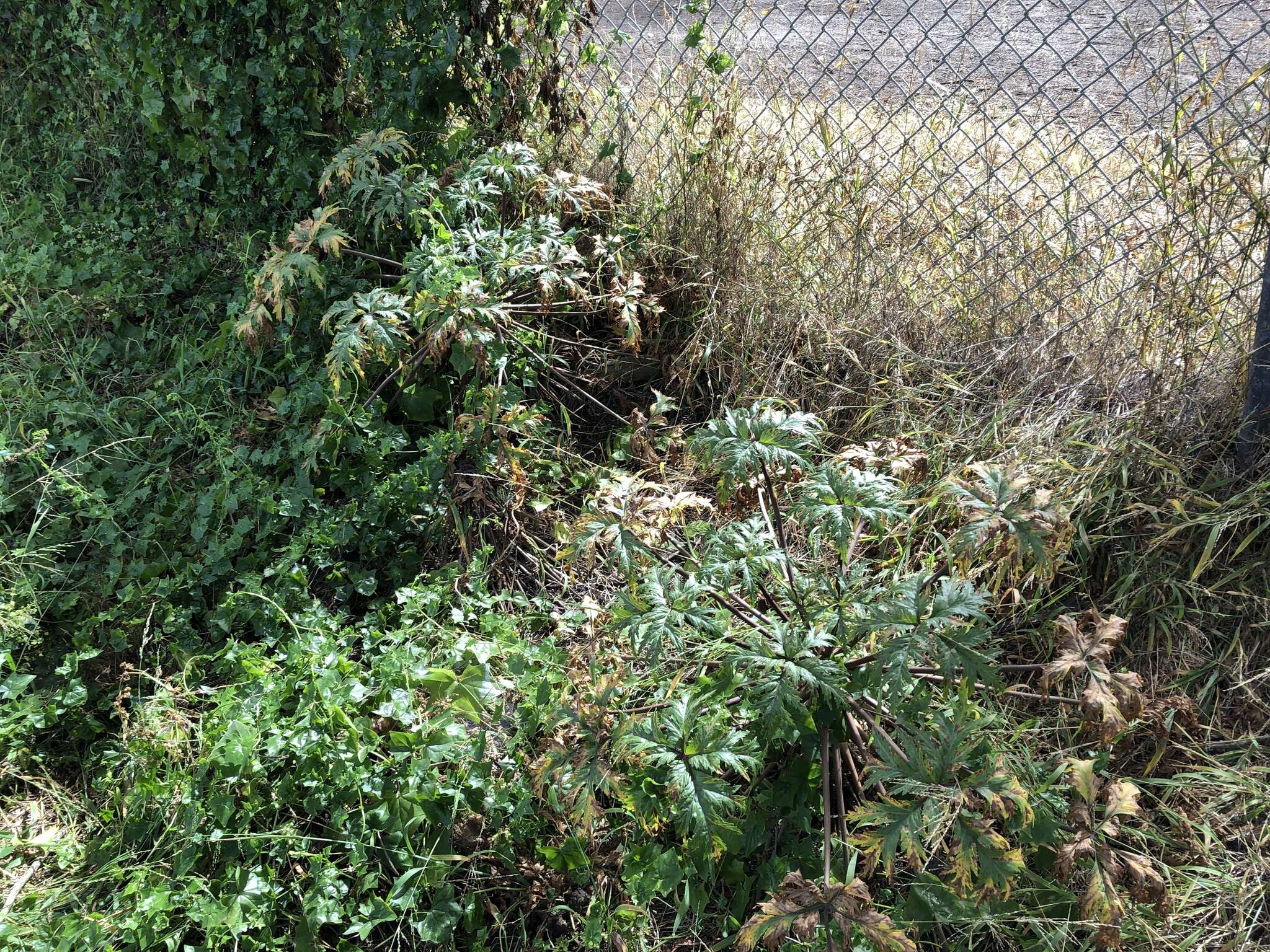 Image of Madiera cranesbill