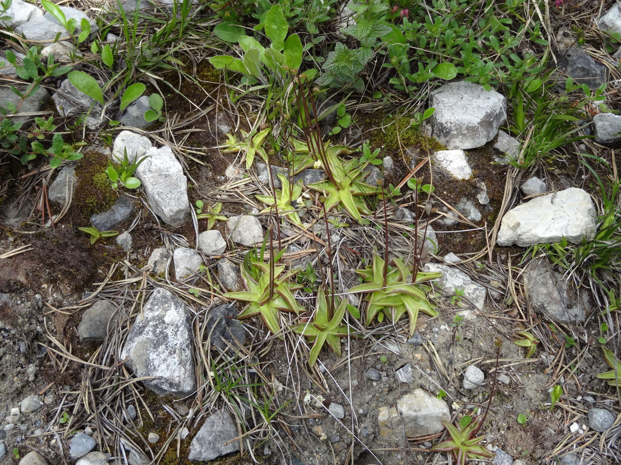 Image of Pinguicula alpina L.