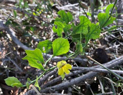 Image of Goodenia varia R. Br.