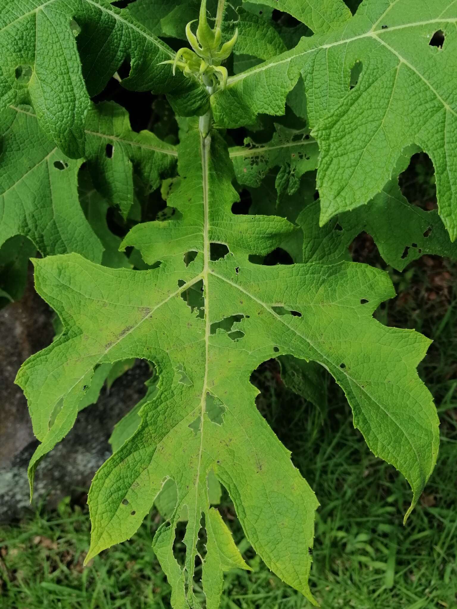 Image of Montanoa grandiflora (DC.) Hemsl.