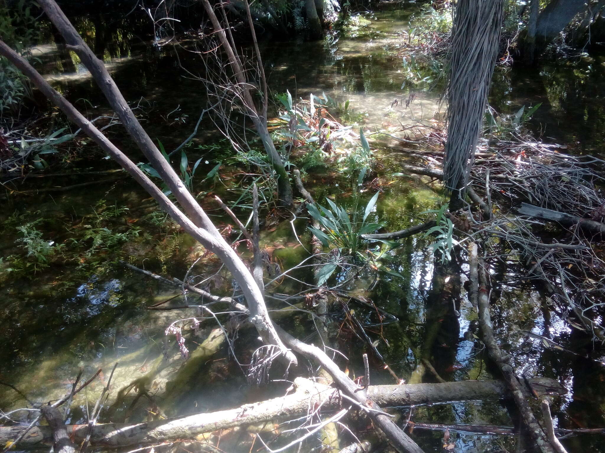 Image of Narrow-leaved Water-plantain
