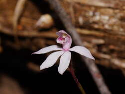 Image of Caladenia lyallii Hook. fil.