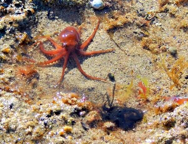 Image of Tehuelche octopus