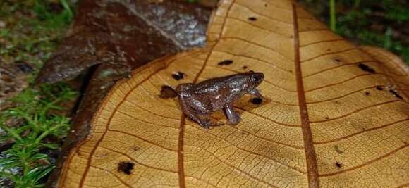 Image of Chiasmocleis leucosticta (Boulenger 1888)