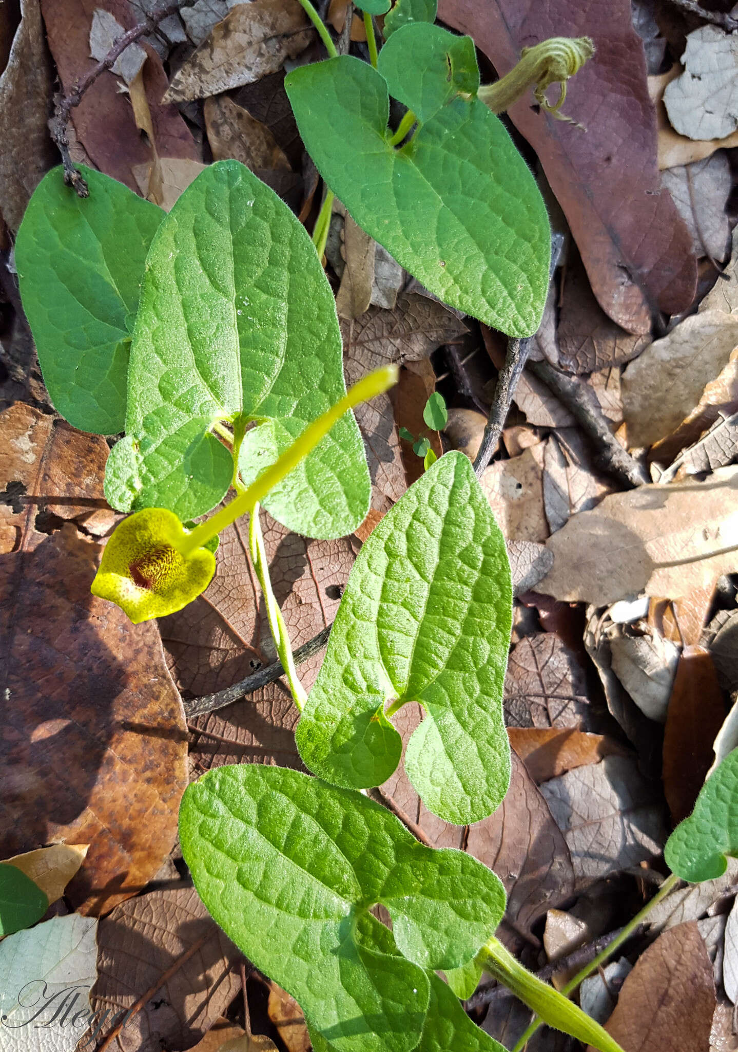 صورة Aristolochia pringlei Rose