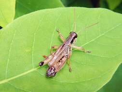 Слика од Melanoplus borealis (Fieber 1853)