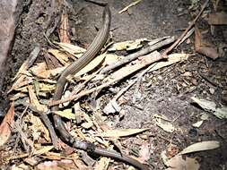 Image of Longtail Whip Lizard