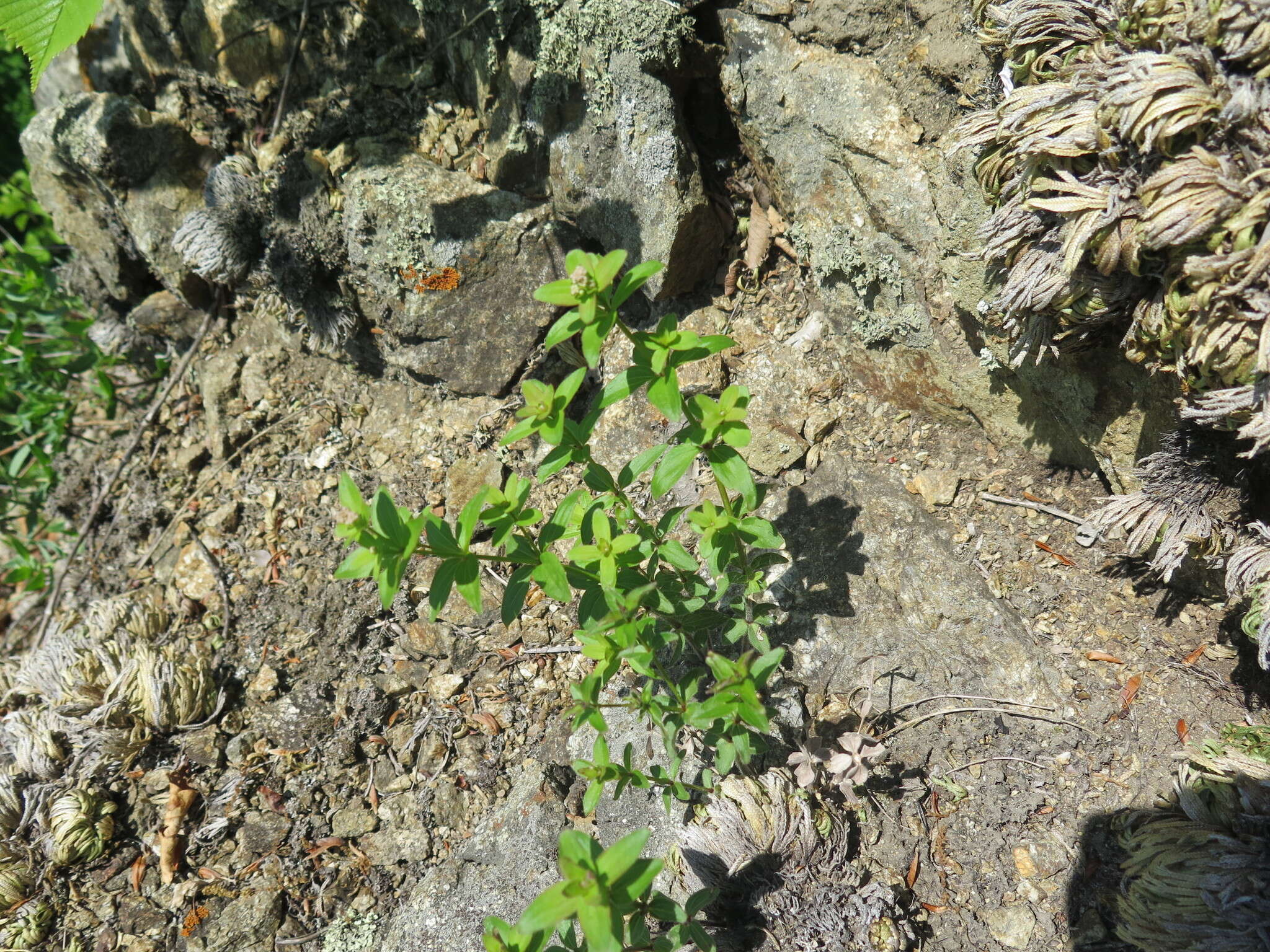 Image of Galium platygalium (Maxim.) Pobed.