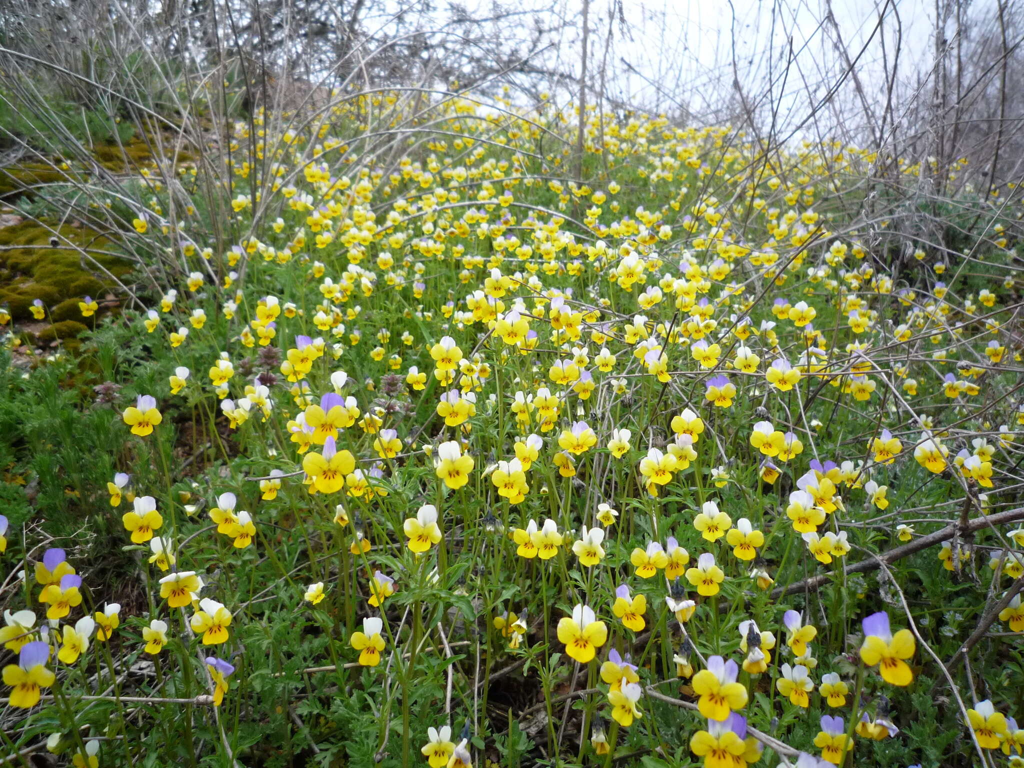 Слика од Viola hymettia Boiss. & Heldr.