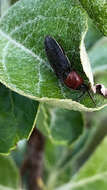 Image of <i>Melanotus leonardi</i>