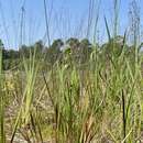 Image of St. Marks yelloweyed grass