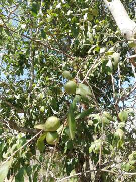 Image of Diospyros salicifolia Humb. & Bonpl. ex Willd.