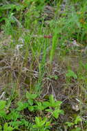 صورة Dianthus capitatus subsp. andrzejowskianus Zapal.