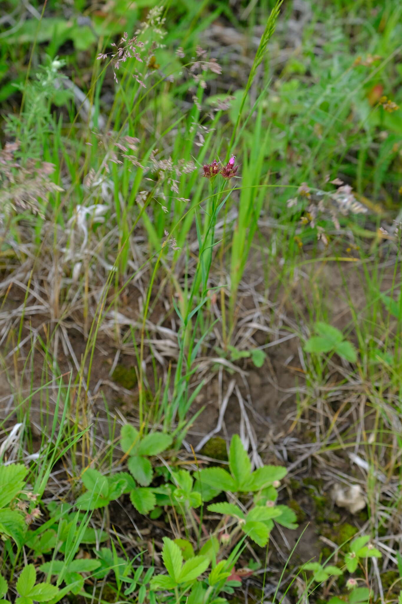 صورة Dianthus capitatus subsp. andrzejowskianus Zapal.