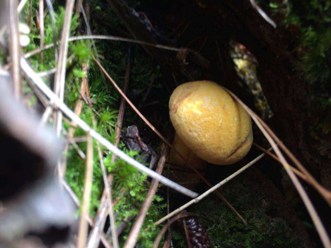 Buchwaldoboletus hemichrysus (Berk. & M. A. Curtis) Pilát 1969 resmi