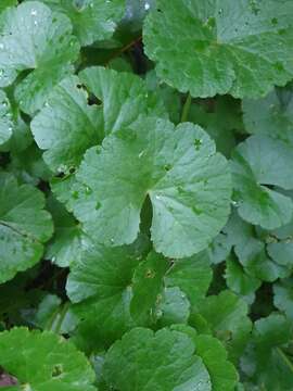 Imagem de Hydrocotyle pedicellosa F. Müll.