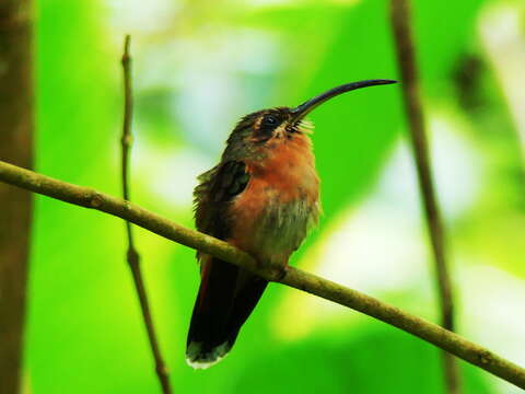 Image of Bronzy Hermit