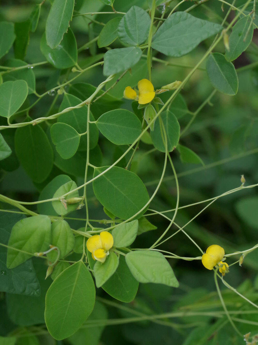 Dunbaria punctata (Wight & Arn.) Benth.的圖片