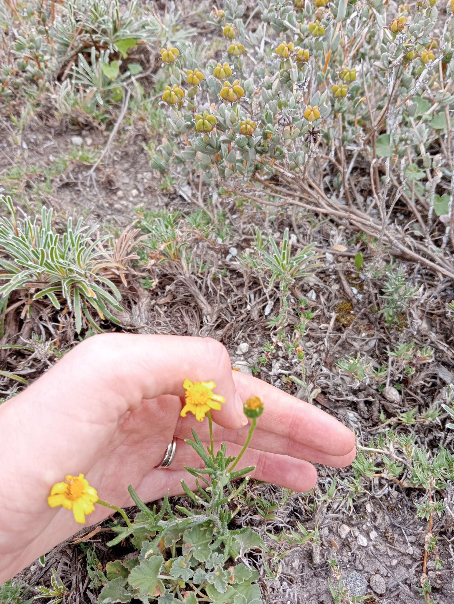 Imagem de Senecio litorosus Fourc.