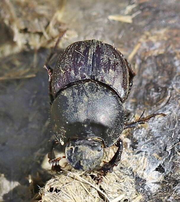 Image of Onthophagus illyricus (Scopoli 1763)