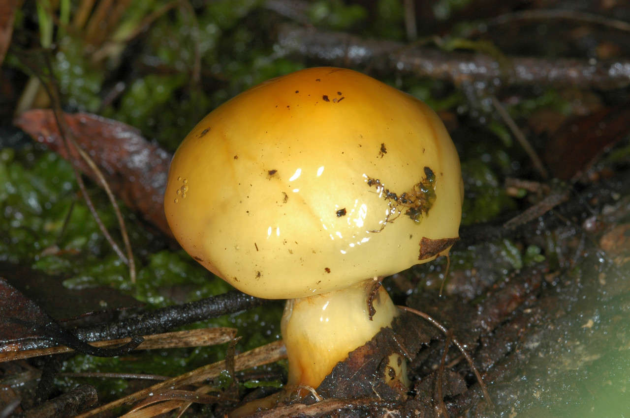 Image of Cortinarius sinapicolor Cleland 1933