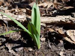 Sivun Allium tricoccum var. burdickii Hanes kuva