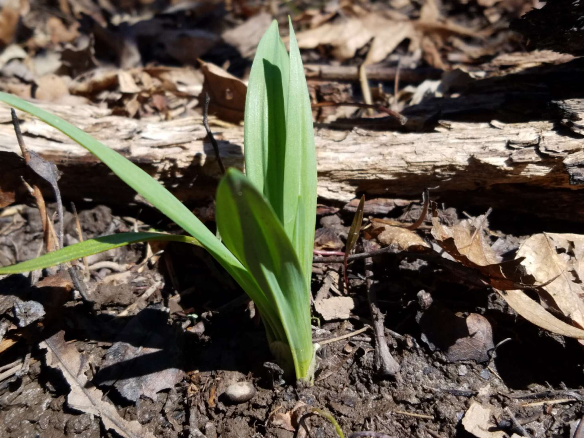 Sivun Allium tricoccum var. burdickii Hanes kuva