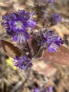 Image of low phacelia