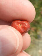 Arctostaphylos viscida subsp. pulchella (T. J. Howell) P. V. Wells resmi