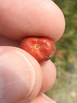 Sivun Arctostaphylos viscida subsp. pulchella (T. J. Howell) P. V. Wells kuva