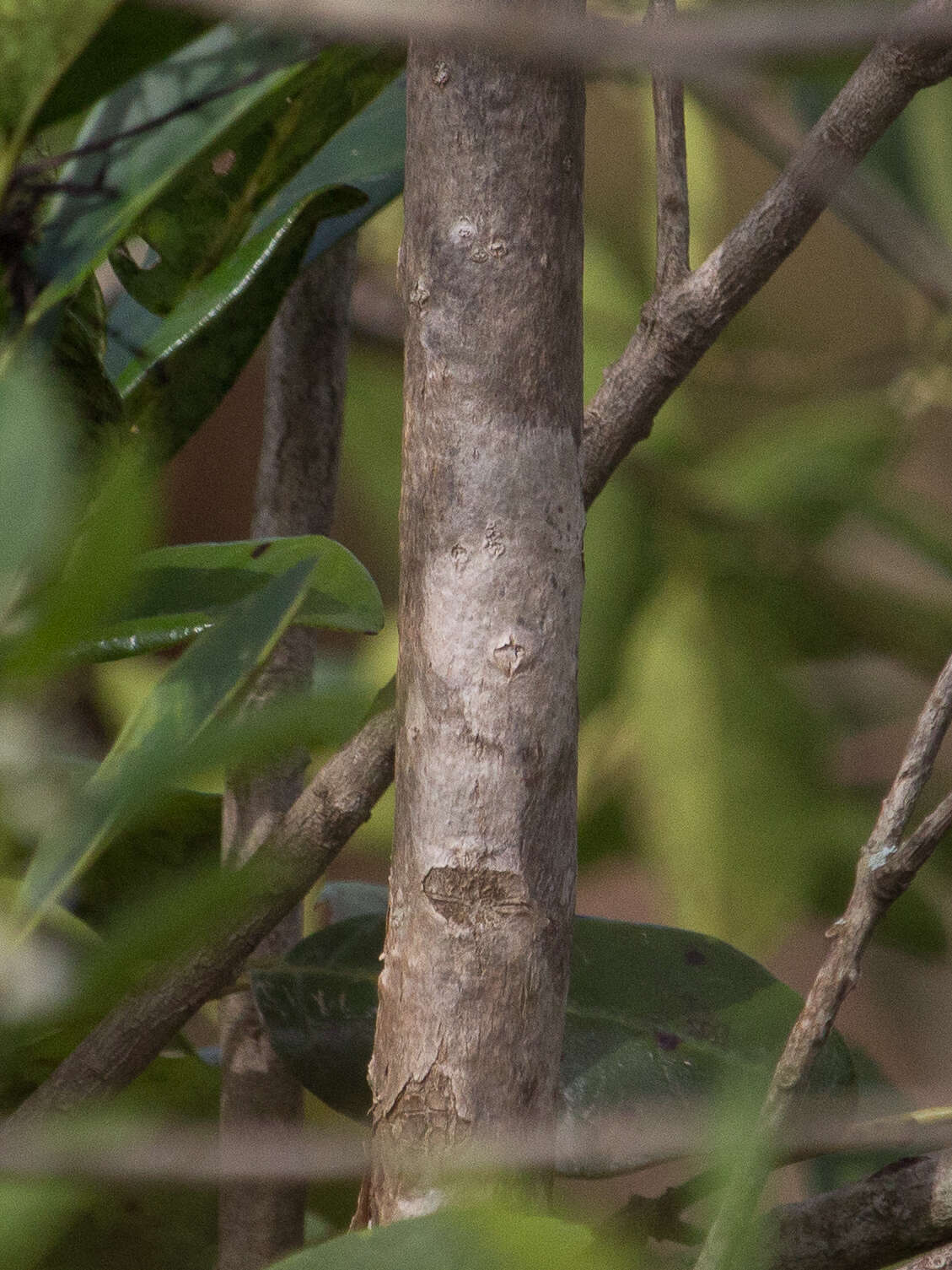 Image of Tabebuia insignis (Miq.) Sandwith