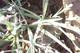 Image of Dianthus namaensis Schinz