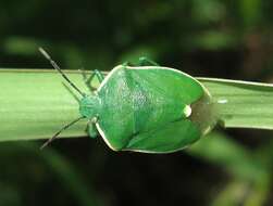 Image of Chlorochroa (Chlorochroa) persimilis Horvath 1908