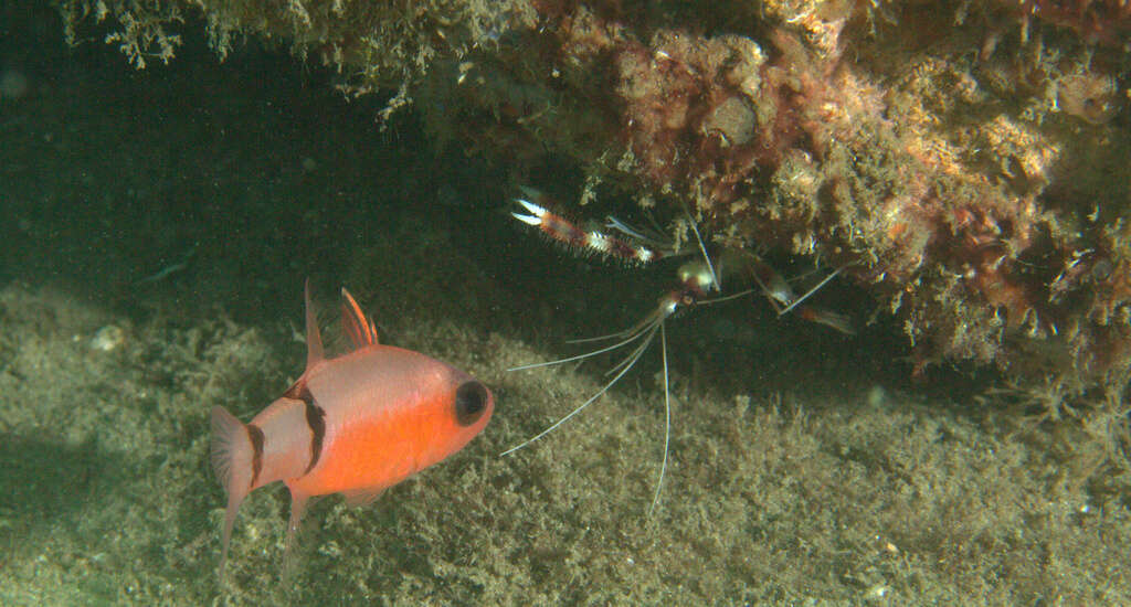 Image of Barred Cardinalfish