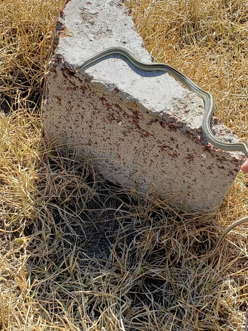 Image of Baird's Patchnose Snake