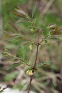 Imagem de Lonicera caerulea subsp. pallasii (Ledeb.) Browicz