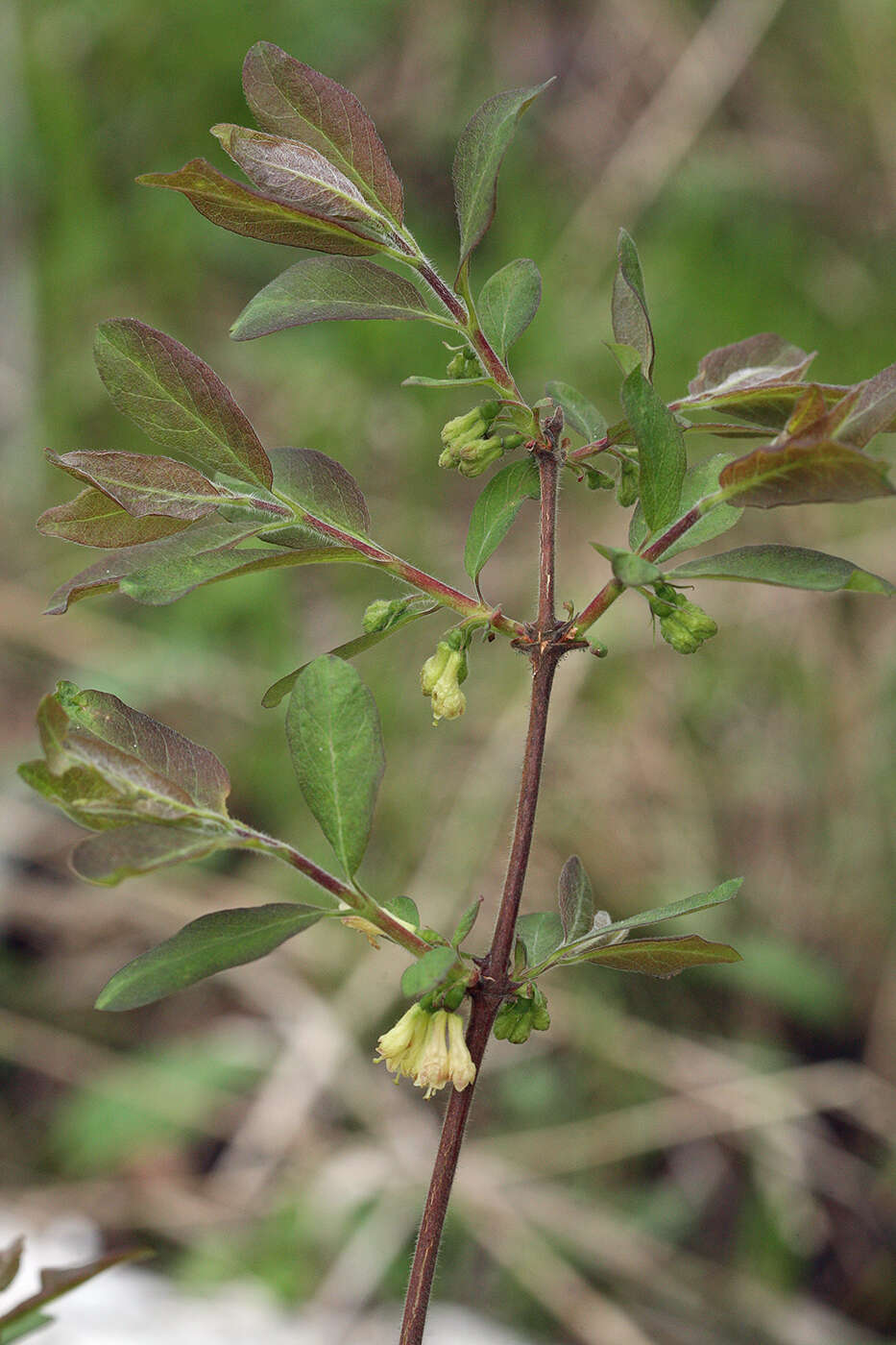 Image de Lonicera caerulea subsp. pallasii (Ledeb.) Browicz